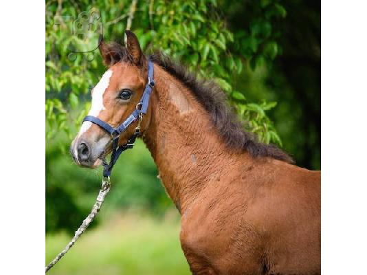 PoulaTo: 10 chronón Kfps Reg Friesian Mare
